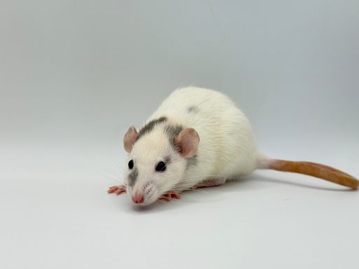 Fiona